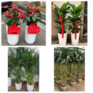 送宜宾市江安长宁县高县珙县花卉店同城配送开业绿植发财树幸福树