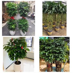 佳木斯市抚远市同江市富锦市花卉店同城配送开业绿植发财树幸福树