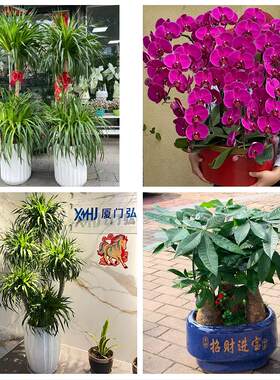 送绵阳市盐亭县安州区梓潼县花卉店同城配送开业绿植发财树幸福树
