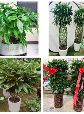 成都市成华区龙泉驿青白江区同城绿植花店公司开业送发财树金钱树