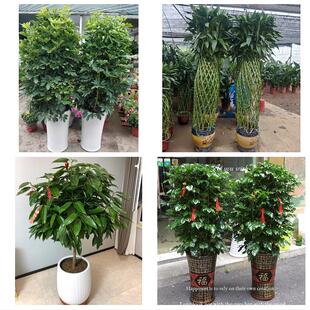 开业乔迁绿植发财树绿萝亳州市谯城区涡阳蒙城利辛县同城花店配送