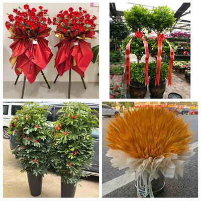 北京市朝阳区双井劲松潘家园同城花店订鲜花大麦开业花篮店铺开张