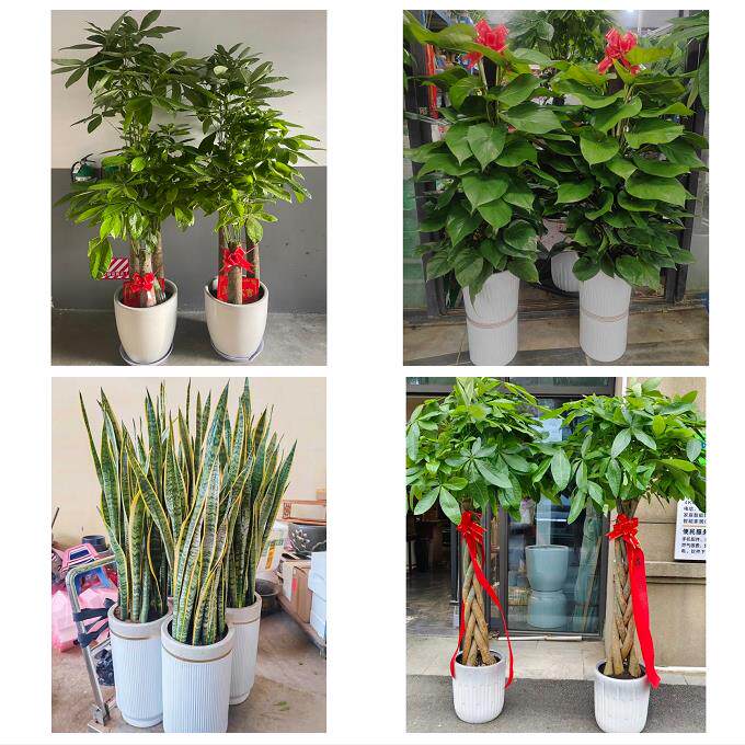 南通市如东启东如皋市海门市同城绿植花店公司开业送发财树金钱树