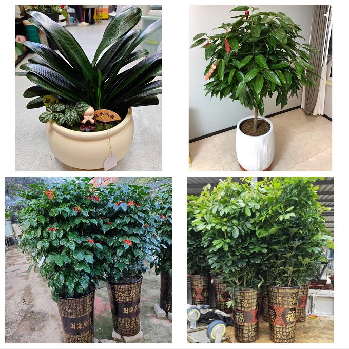 北京市顺义区胜利光明街仁和镇花店同城送发财树公司开业乔迁绿植