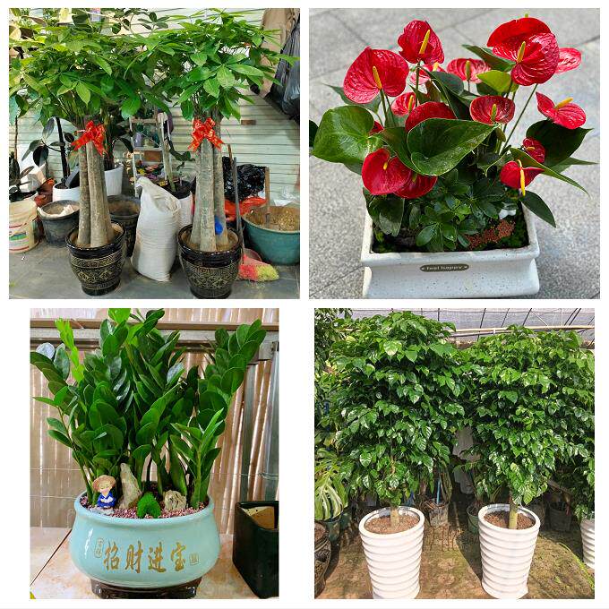 天津市津南北辰武清区宝坻区同城花店送开业乔迁绿植发财树幸福树