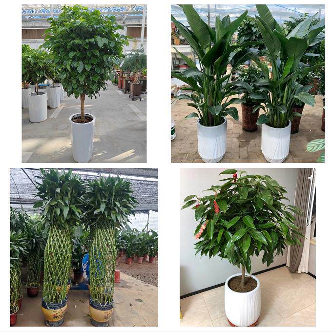 开业乔迁绿植发财树绿萝送四川省内江市资中县隆昌县同城花店配送