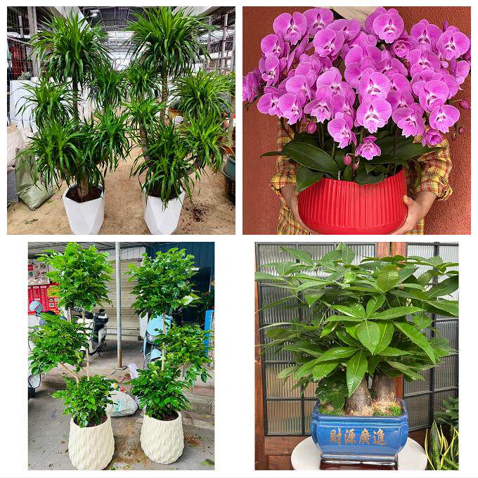 上海市普陀区长风新村长寿路同城绿植店送发财树幸福树开业入新居