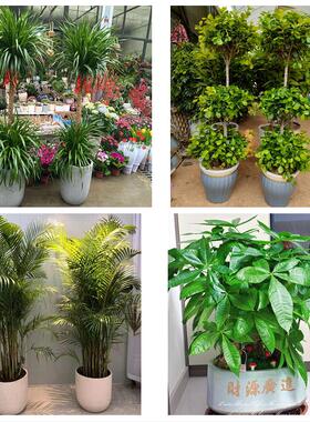 五指山市琼海市儋州市文昌市同城绿植花店公司开业送发财树金钱树