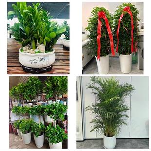 安康市汉滨区汉阴石泉宁陕县同城绿植店送发财树幸福树开业入新居