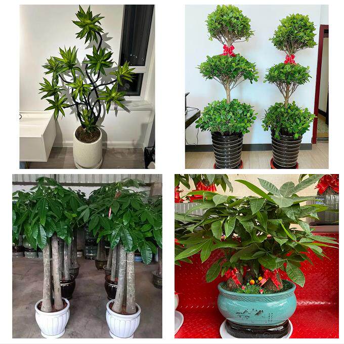重庆市大渡口区南岸区北碚区同城绿植发财树幸福树送朋友开业乔迁