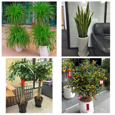 七台河新兴茄子河区桃山勃利同城花店送开业乔迁绿植发财树幸福树