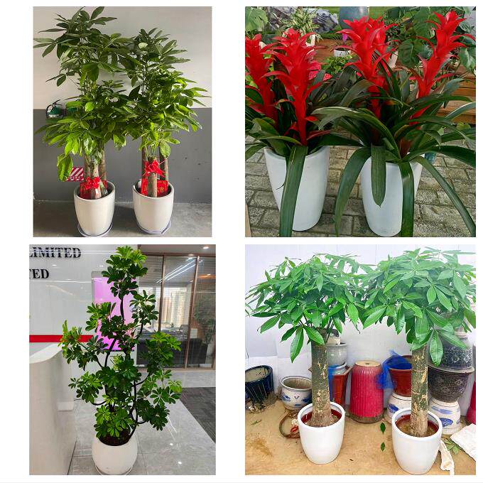 送上海市青浦区重固镇白鹤镇同城绿植花店公司开业送发财树金钱树