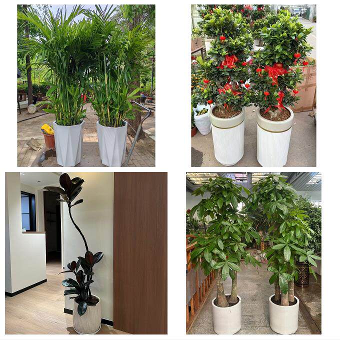 开业乔迁绿植发财树绿萝辽源市龙山西安区东丰东辽县同城花店配送
