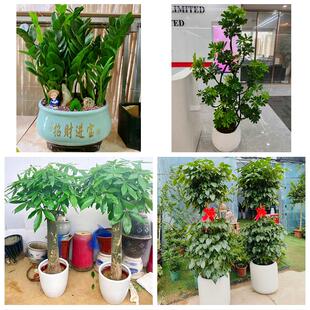 吉林昌邑龙潭船营丰满区永吉同城绿植花店公司开业送发财树金钱树