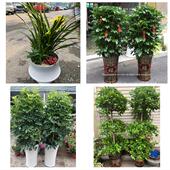 开业乔迁绿植发财树绿萝中山市南朗三乡板芙大涌神湾同城花店配送