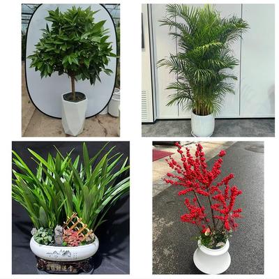 商丘宁陵柘城虞城夏邑永城市同城绿植店送发财树幸福树开业入新居