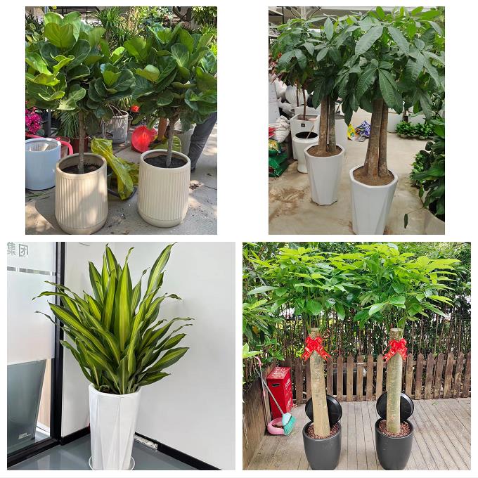云南玉溪市通海县华宁县易门县花店同城送发财树公司开业乔迁绿植