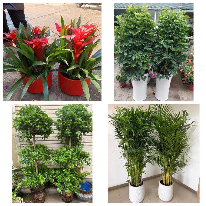 开业乔迁绿植发财树绿萝送黄冈市黄梅县麻城市武穴市同城花店配送