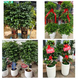 送平凉市崆峒区泾川县灵台县花卉店同城配送开业绿植发财树幸福树