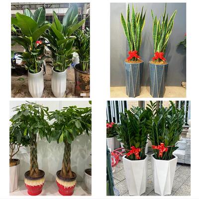 三明市梅列三元区明溪清流县同城绿植店送发财树幸福树开业入新居