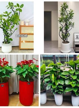 漯河源汇郾城召陵区舞阳临颍同城花店送开业乔迁绿植发财树幸福树