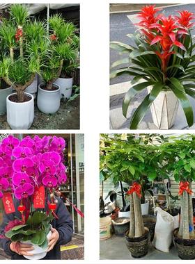 送上海市青浦区重固镇白鹤镇同城花店送开业乔迁绿植发财树幸福树