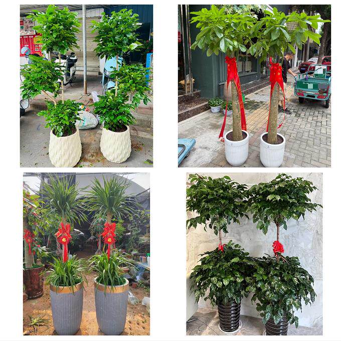 南通市如东启东如皋市海门市同城绿植店送发财树幸福树开业入新居