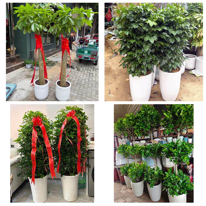 晋中市昔阳寿阳县太谷县祁县同城绿植店送发财树幸福树开业入新居