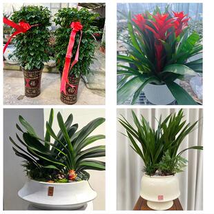 驻马店市正阳县确山县泌阳县同城绿植花店公司开业送发财树金钱树