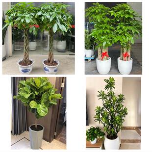 聊城东昌府区阳谷茌平县莘县花卉店同城配送开业绿植发财树幸福树