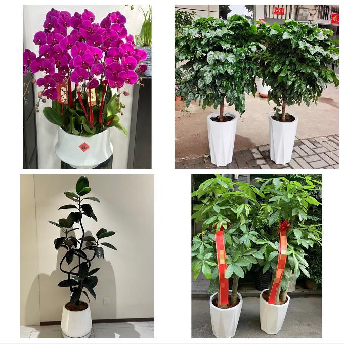 晋中市榆次区榆社左权和顺县绿植店同城配送公司开业发财树绿萝柱