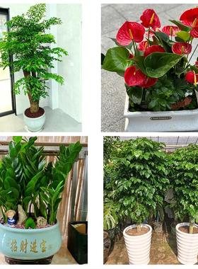 芜湖市镜湖弋江鸠江区三山区同城花店送开业乔迁绿植发财树幸福树