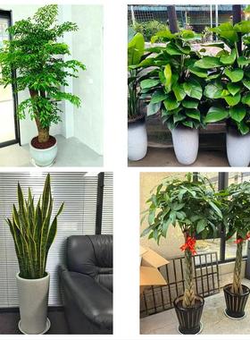 铜陵市铜官义安区郊区枞阳县同城花店送开业乔迁绿植发财树幸福树