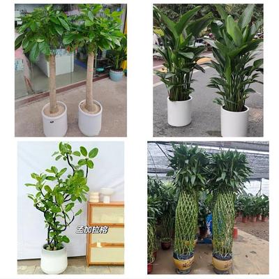 本溪市平山区溪湖明山南芬区同城花店送开业乔迁绿植发财树幸福树