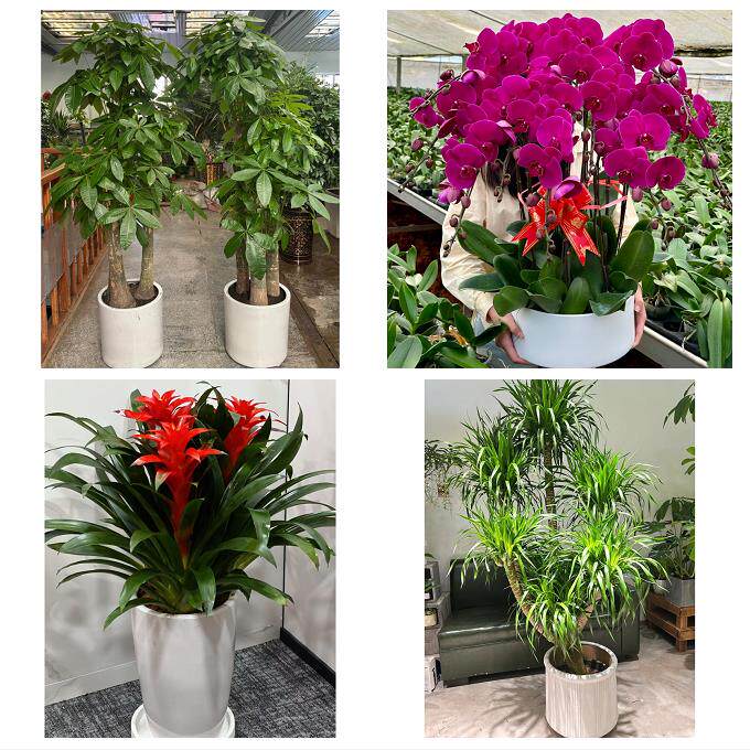 开业乔迁绿植发财树绿萝榆林市榆阳横山区神木府谷县同城花店配送