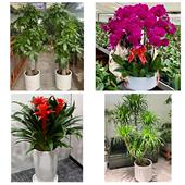 开业乔迁绿植发财树绿萝榆林市榆阳横山区神木府谷县同城花店配送