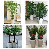 开业乔迁绿植发财树绿萝送绥化市庆安县明水县绥棱县同城花店配送