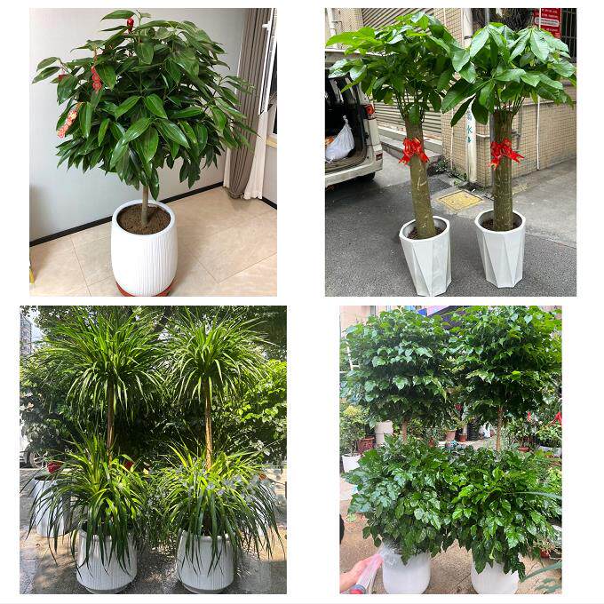 开业乔迁绿植发财树绿萝上海市奉贤区金汇四团青村镇同城花店配送