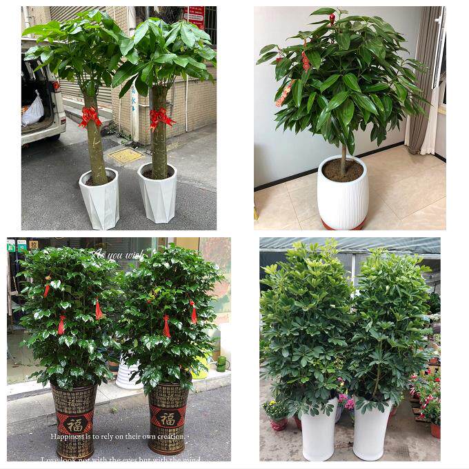 开业乔迁绿植发财树绿萝唐山市路南路北古冶区开平区同城花店配送