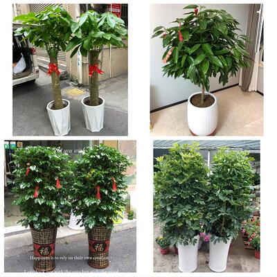 开业乔迁绿植发财树绿萝唐山市路南路北古冶区开平区同城花店配送