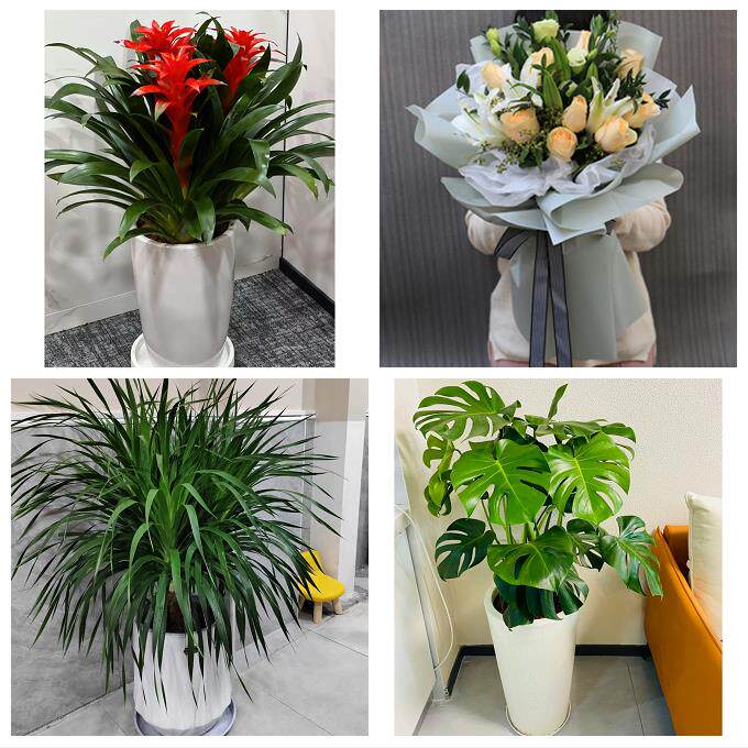 开业乔迁绿植发财树绿萝淄博市周村区桓台高青沂源县同城花店配送