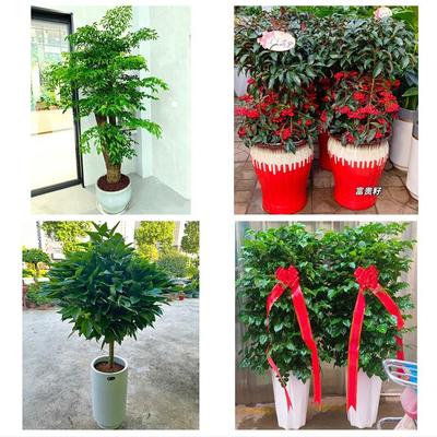 送衢州市柯城区衢江区常山县同城花店送开业乔迁绿植发财树幸福树