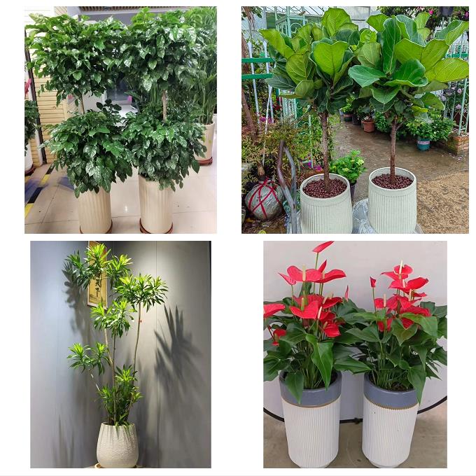 鹤岗市东山兴山区萝北绥滨县同城花卉绿植店朋友开业送平安发财树