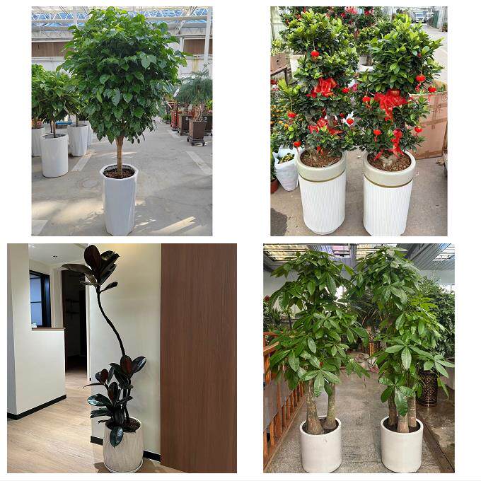 开业乔迁绿植发财树绿萝送资阳市雁江区安岳县乐至县同城花店配送