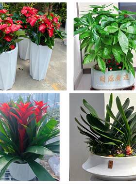 聊城东阿县冠县高唐县临清市同城绿植花店公司开业送发财树金钱树