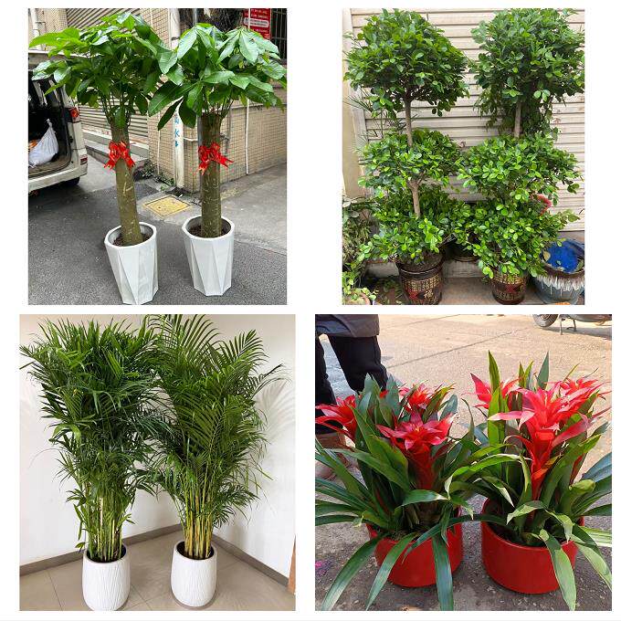 开业乔迁绿植发财树绿萝唐山市曹妃甸区遵化市迁安市同城花店配送