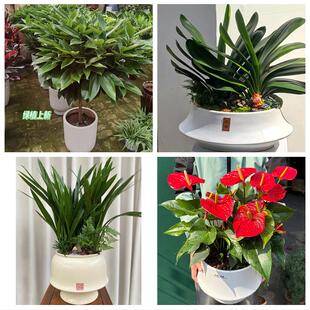 送厦门市思明区海沧区湖里区同城绿植花店公司开业送发财树金钱树