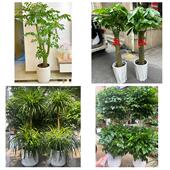 开业乔迁绿植发财树绿萝齐齐哈尔市昂昂溪富拉尔基区同城花店配送