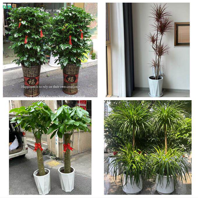 开业乔迁绿植发财树绿萝宁波市海曙江东区江北北仑区同城花店配送