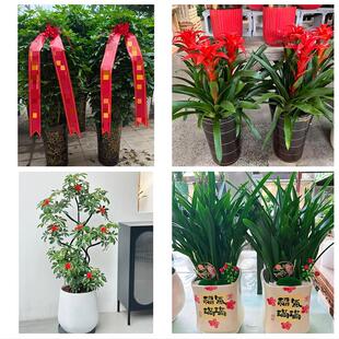 送河源市源城区紫金县龙川县花卉店同城配送开业绿植发财树幸福树